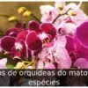 Tipos de orquídeas do mato: 10 espécies Tipos de orquídeas do mato: 10 espécies