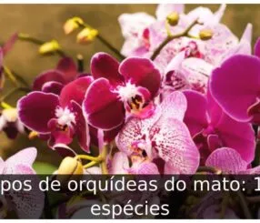 Tipos de orquídeas do mato