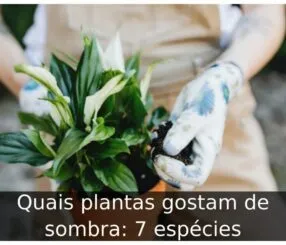 Quais plantas gostam de sombra: 7 espécies Quais plantas gostam de sombra