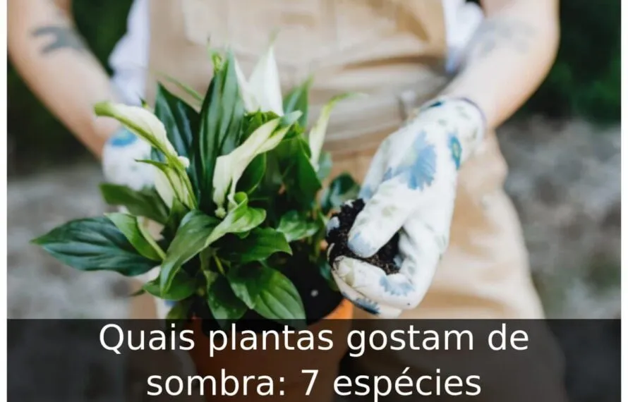Quais plantas gostam de sombra: 7 espécies Quais plantas gostam de sombra