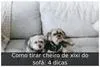 Como tirar cheiro de xixi do sofá: 4 dicas