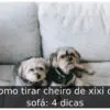 Como tirar cheiro de xixi do sofá: 4 dicas