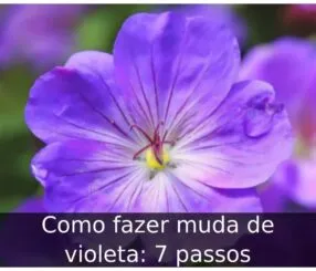 Como fazer muda de violeta: 7 passos Como fazer muda de violeta