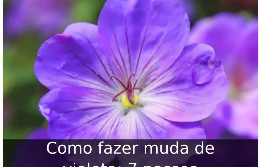 Como fazer muda de violeta: 7 passos Como fazer muda de violeta