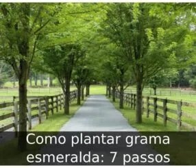 Como plantar grama esmeralda