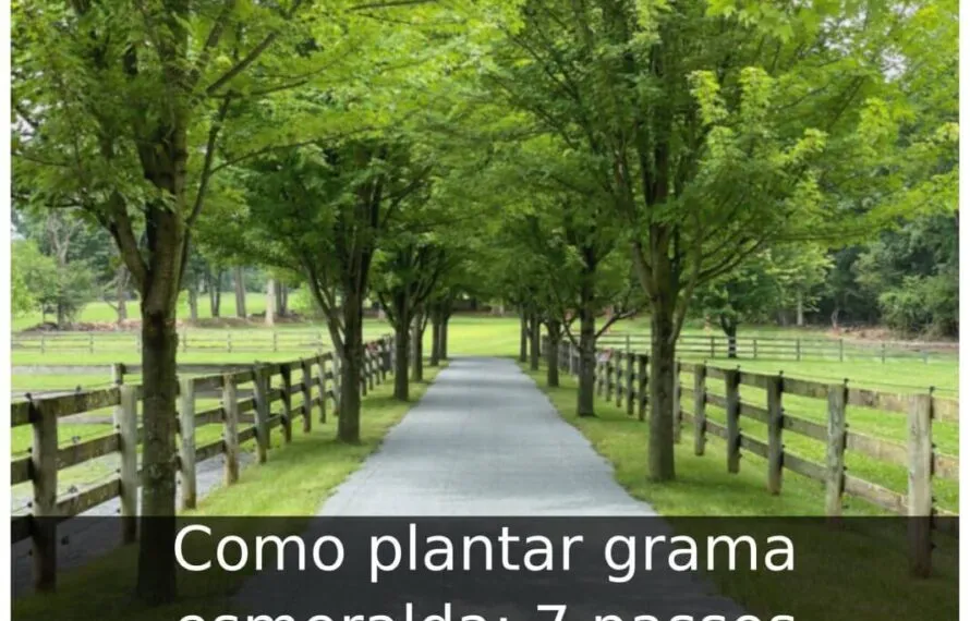 Como plantar grama esmeralda