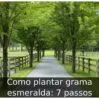Como plantar grama esmeralda: 7 passos