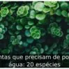Plantas que precisam de pouca água: 20 espécies