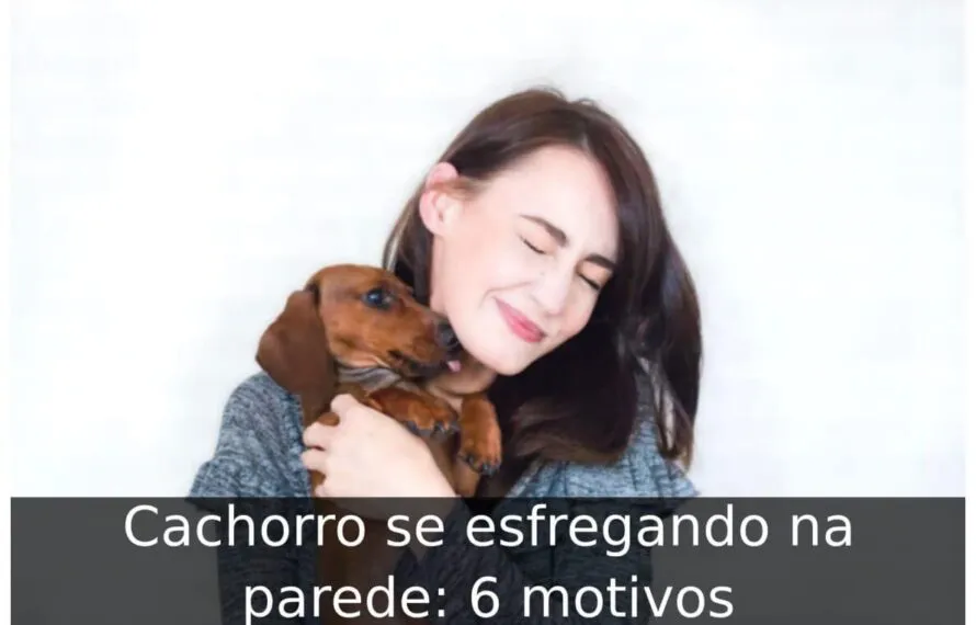 Cachorro se esfregando na parede