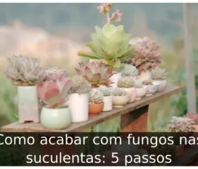 Como acabar com fungos nas suculentas