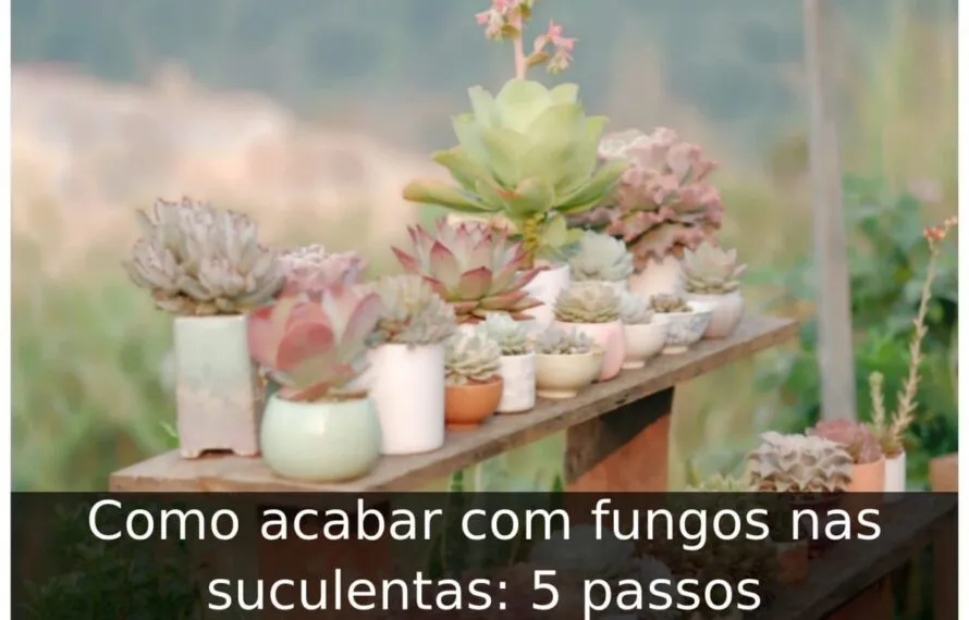 Como acabar com fungos nas suculentas