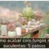 Como acabar com fungos nas suculentas: 5 passos