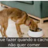 O que fazer quando o cachorro não quer comer
