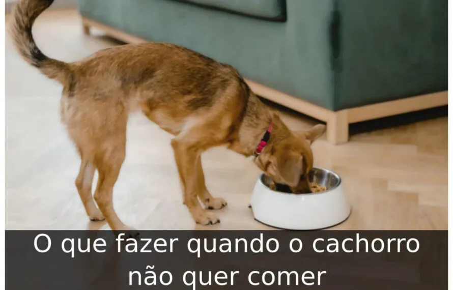 O que fazer quando o cachorro não quer comer O que fazer quando o cachorro não quer comer