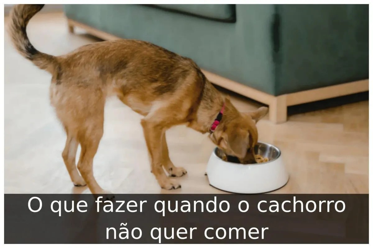 O que fazer quando o cachorro não quer comer