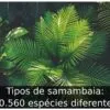 Tipos de samambaia: 10.560 espécies diferentes