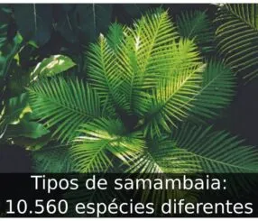 Tipos de samambaia