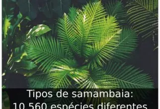 Tipos de samambaia: 10.560 espécies diferentes