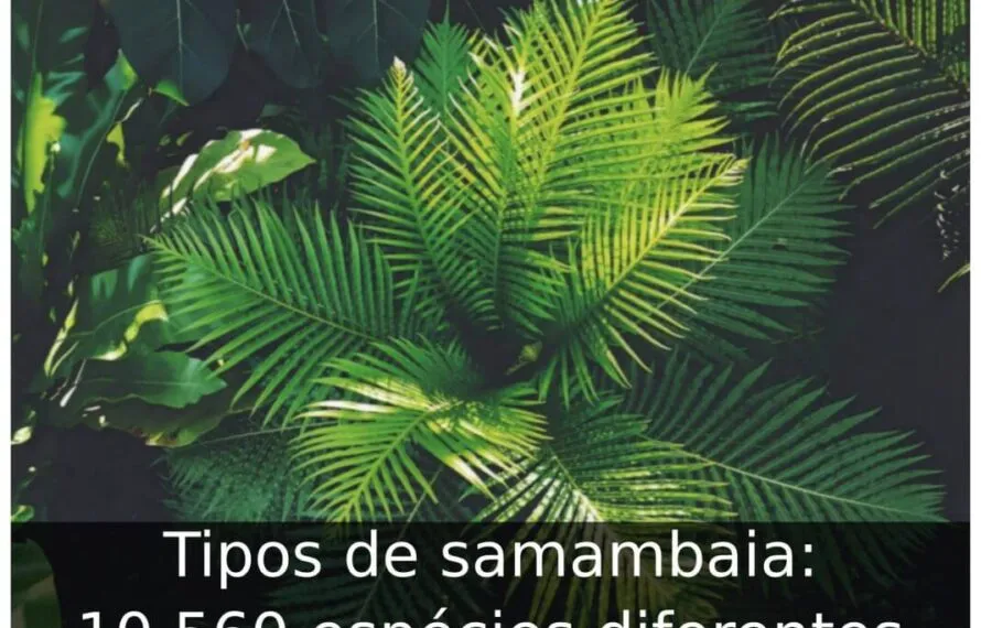 Tipos de samambaia