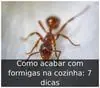 Como acabar com formigas na cozinha: 7 dicas