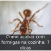 Como acabar com formigas na cozinha: 7 dicas