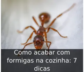 Como acabar com formigas na cozinha: 7 dicas Como acabar com formigas na cozinha
