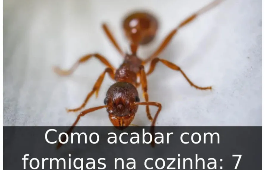 Como acabar com formigas na cozinha: 7 dicas Como acabar com formigas na cozinha