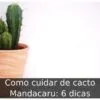 Como cuidar de cacto Mandacaru: 6 dicas