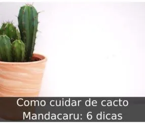 Como cuidar de cacto mandacaru