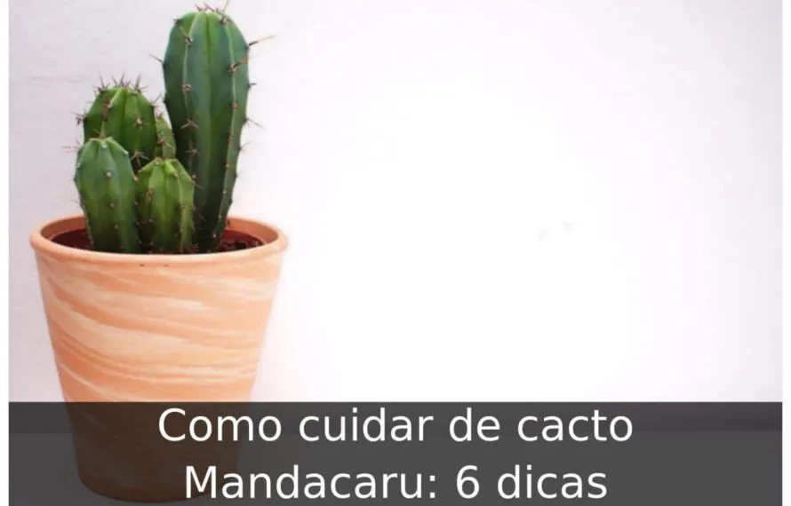 Como cuidar de cacto mandacaru