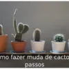 Como fazer muda de cacto: 6 passos