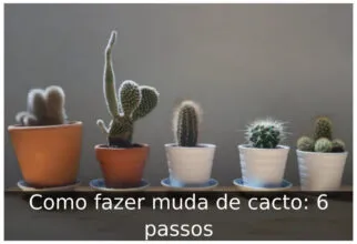 Como fazer muda de cacto: 6 passos