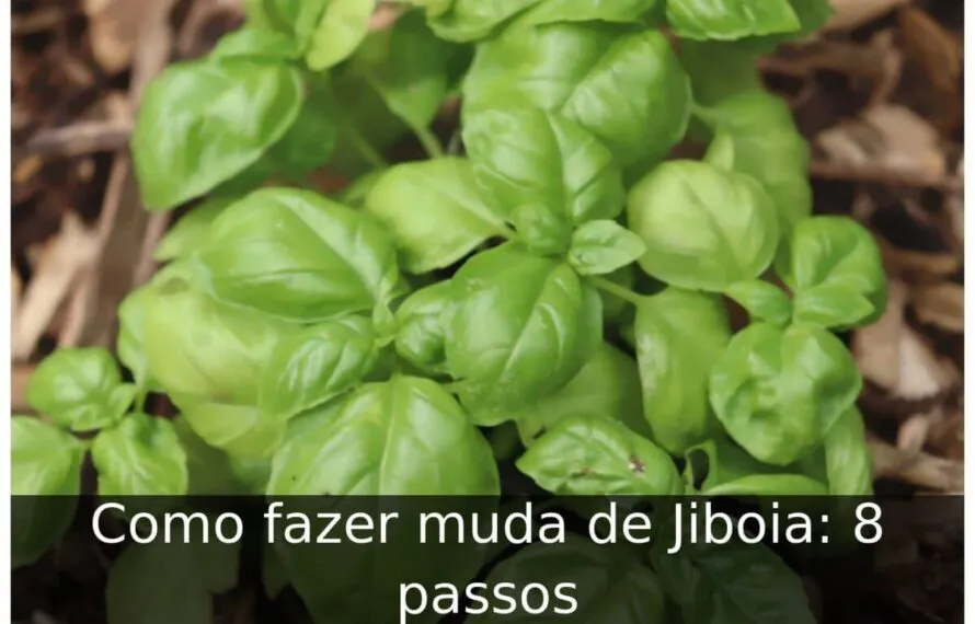 Como fazer muda de Jiboia: 8 passos Como fazer muda de Jiboia