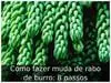 Como fazer muda de rabo de burro: 8 passos