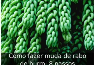 Como fazer muda de rabo de burro: 8 passos