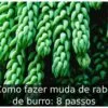 Como fazer muda de rabo de burro: 8 passos