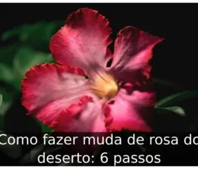Como fazer muda de rosa do deserto: 6 passos Como fazer muda de rosa do deserto