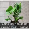Como fazer muda de Zamioculcas: 6 passos