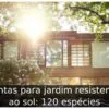 Plantas para jardim resistentes ao sol: 120 espécies