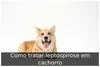 Como tratar leptospirose em cachorro