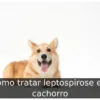 Como tratar leptospirose em cachorro