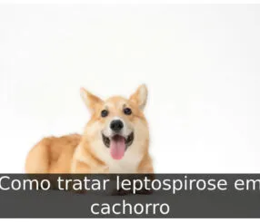 Como tratar leptospirose em cachorro