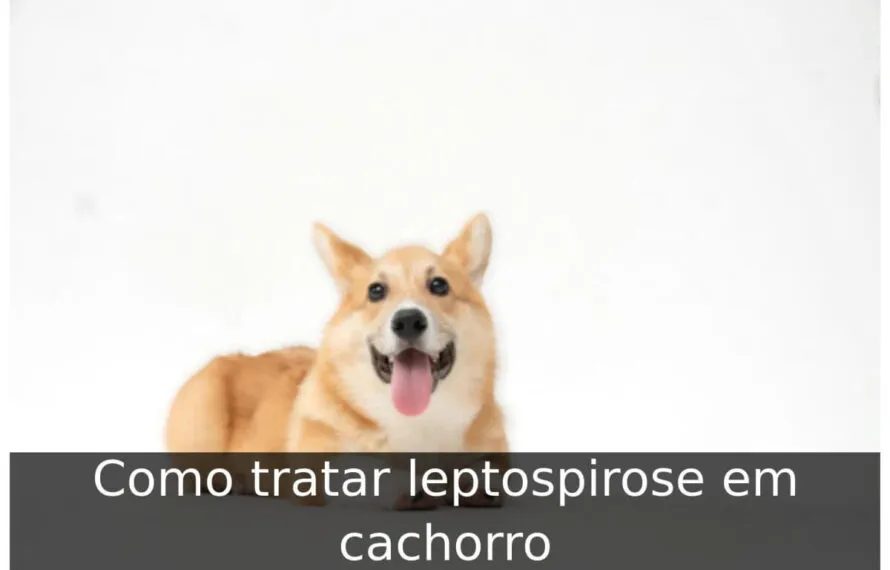 Como tratar leptospirose em cachorro Como tratar leptospirose em cachorro