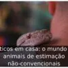 Exóticos em casa: o mundo dos animais de estimação não-convencionais