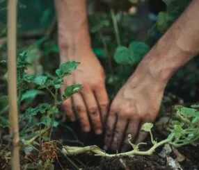 Dicas para encontrar jardineiro de confiança em São Paulo