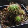 Vantagens e Desvantagens de Ter Cactos e Suculentas em Casa