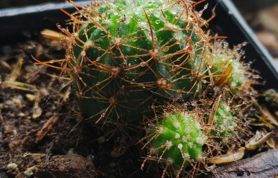 Vantagens e Desvantagens de Ter Cactos e Suculentas em Casa Vantagens e Desvantagens de Ter Cactos e Suculentas em Casa