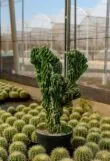10 Plantas Exóticas que Só Encontramos no México