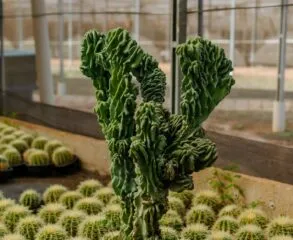 10 Plantas Exóticas que Só Encontramos no México