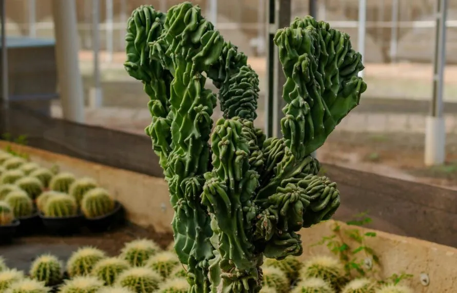 10 Plantas Exóticas que Só Encontramos no México 10 Plantas Exóticas que Só Encontramos no México